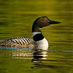 Гагарообразные / Gaviiformes фото
