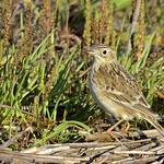 Прерийный конёк / Anthus spragueii