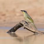 Purple-gaped Honeyeater / Lichenostomus cratitius