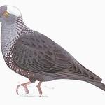 Белозатылочный вяхирь / Columba albinucha