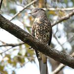 Куроловые / Leptosomidae фото