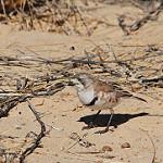 Banded Whiteface / Aphelocephala nigricincta