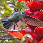 Amethyst-throated Sunangel / Heliangelus amethysticollis