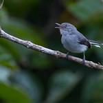 Гвианская комароловка / Polioptila guianensis