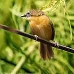 Tawny-breasted Wren-Babbler / Spelaeornis longicaudatus