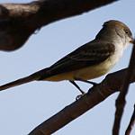 Grenada Flycatcher / Myiarchus nugator