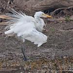 Ardea plumifera