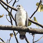 Grey-backed Hawk / Pseudastur occidentalis