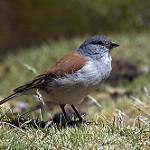 Red-backed Sierra Finch / Idiopsar dorsalis