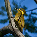 Бронзовый дятел / Piculus chrysochloros