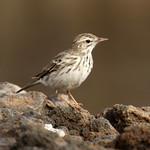 Канарский конёк / Anthus berthelotii