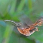 Bronzy Hermit / Glaucis aeneus