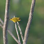 Золотистобрюхая белоглазка / Zosterops uropygialis