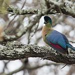 Пурпурнохохлый турако / Gallirex porphyreolophus