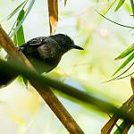 Manu Antbird / Cercomacra manu