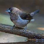 White-rumped Munia / Lonchura striata