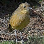 Tawny Antpitta / Grallaria quitensis