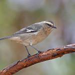 Cinereous Conebill / Conirostrum cinereum