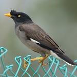 Jungle Myna / Acridotheres fuscus