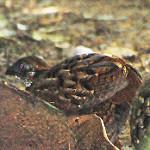 Венесуэльский зубцеклювый перепел / Odontophorus columbianus