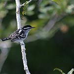 Пестроспинный эсперито / Herpsilochmus dorsimaculatus