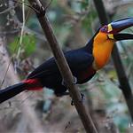 Тукан-ариель / Ramphastos vitellinus