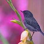 Slaty Flowerpiercer / Diglossa plumbea