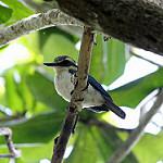 Mewing Kingfisher / Todiramphus ruficollaris