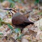Mesites / Mesitornithidae photo