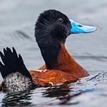 Andean Duck / Oxyura ferruginea