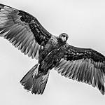 Striated Caracara / Phalcoboenus australis