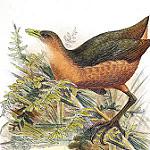 Карео / Amaurornis isabellina