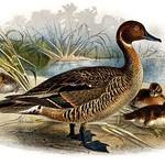 Eaton's Pintail / Anas eatoni