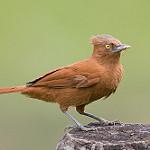 Rufous Twistwing / Cnipodectes superrufus