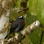 Maroon-belted Chat-Tyrant / Ochthoeca thoracica