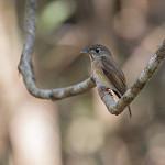 Brown-breasted Flycatcher / Muscicapa muttui