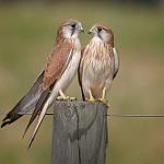 Седобородая пустельга / Falco cenchroides
