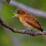 Коричневый бекард / Pachyramphus cinnamomeus