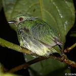 Синешапочный манакин / Lepidothrix coronata