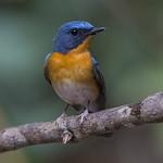 Slaty-backed Flycatcher / Ficedula erithacus