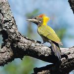 Lesser Yellownape / Picus chlorolophus