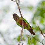 Santarem Parakeet / Pyrrhura amazonum