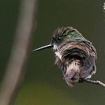 Флагохвост / Discosura longicaudus