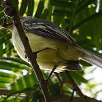 Para Foliage-gleaner / Automolus paraensis