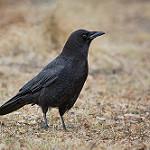 Американская ворона / Corvus brachyrhynchos