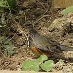 Taita Thrush / Turdus helleri