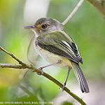 Buff-breasted Tody-Tyrant / Hemitriccus mirandae