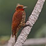 Cinnamon Woodpecker / Celeus loricatus