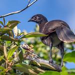 Grey-headed Chachalaca / Ortalis cinereiceps