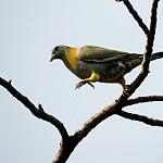 Желтоногий вяхирь / Columba pallidiceps